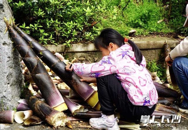 石燕湖景区：游客上山挖笋，笑称“最接地气”