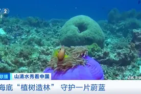 培育超10万株珊瑚母株 他们潜入海底“植树造林”图片