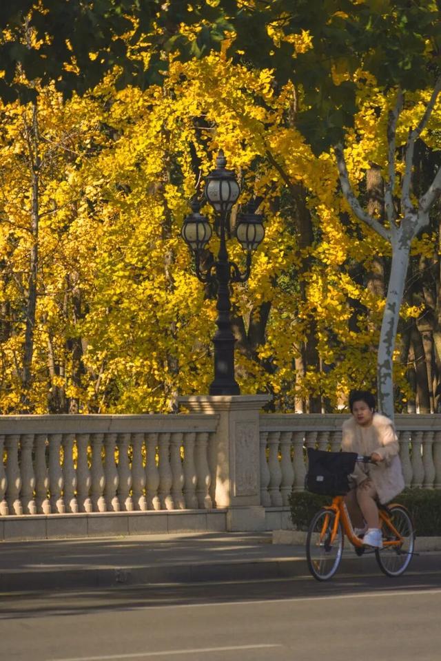 “美神”降临！太仓限定秋日美景，真的“杀”疯了！