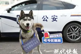 派出所不养“闲汪”，迷路哈士奇成“反诈工作犬”图片