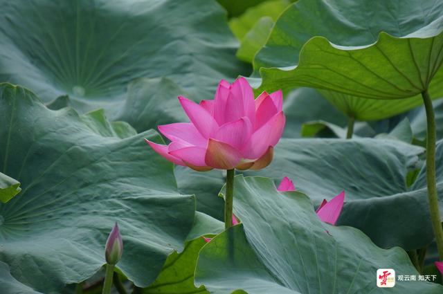 弥勒：“荷叶田田”夏意浓