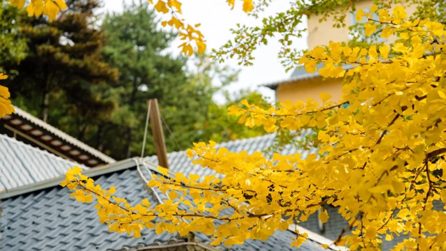 待天晴，看洛阳漫山姹紫嫣红→