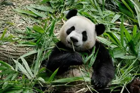 “叻叻”，启程回国！图片