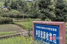 湖北竹溪：5万株银杏硕果满枝图片