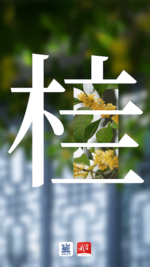 美翻了！大批盐城人出动！