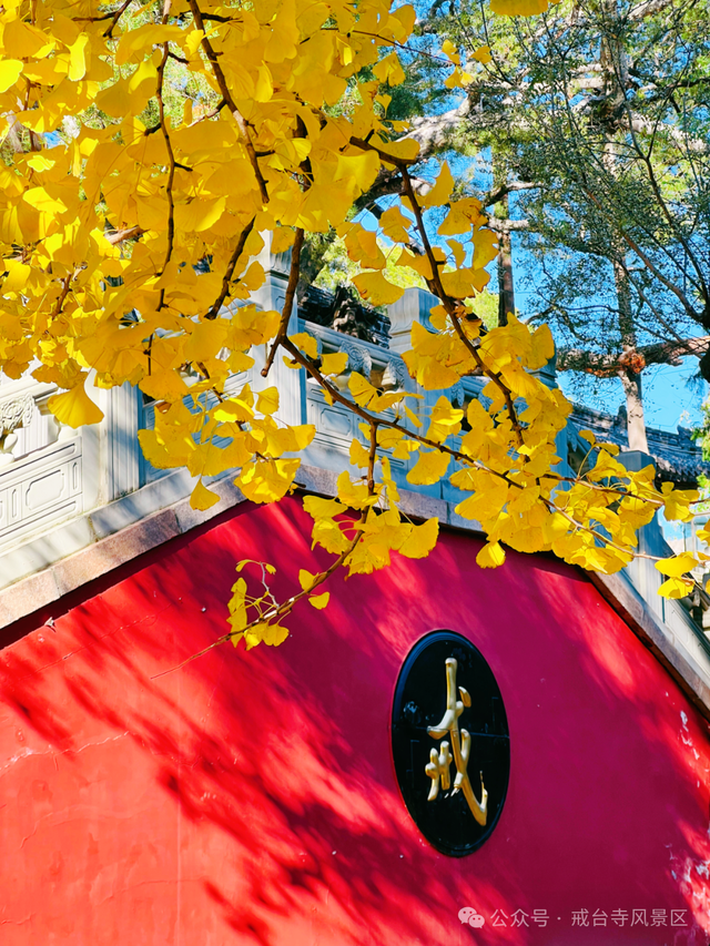 金色瀑布！北京这些千年古银杏正在最佳观赏期！