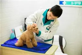 宠物医院自荐、“铲屎官”们推荐！为了你家的毛孩子，快来参与吧→图片