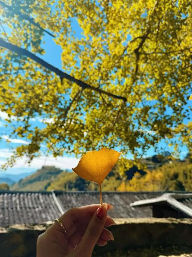 惊艳上线！福州这里变身“黄金村”！还有人靠它悄悄赚钱……