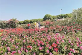 快来宝安福永“莫奈花园”赏万株月季图片