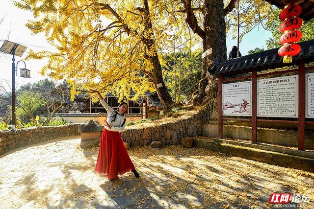 岁暖时刻丨一树千年金，解锁湖南冬日最美打开方式