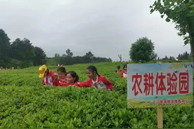 开阳县禾丰乡：做好茶旅融合文章助力乡村振兴图片