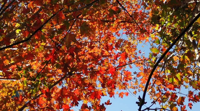 美翻了！苏河湾“红枫天桥”上线！更多金色、橙色、赭红色正在路上……来看↗