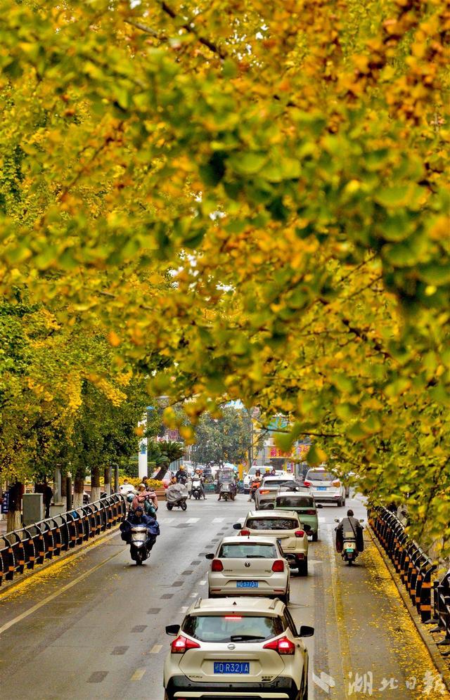 荆州古城银杏染金 城管“缓扫”留秋韵