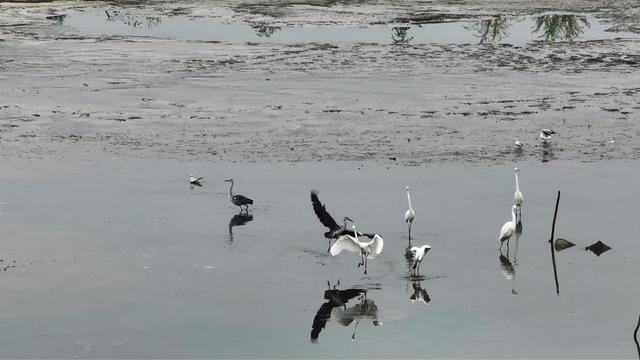甘肃永靖：白日候鸟舞黄河 夜晚渔火映星河