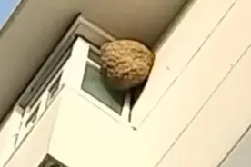 这个马蜂窝捅定了！图片