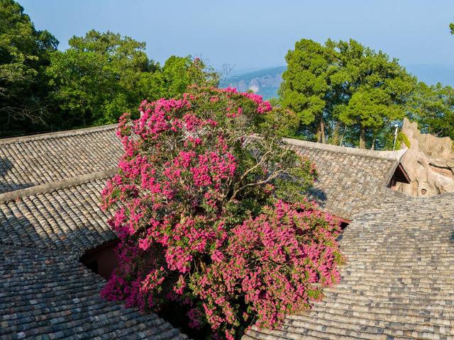 满树繁花！四川剑门关1500年紫薇古树 迎数十年最盛花期