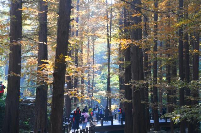 大美北京 | 国家植物园进入彩叶最佳观赏期  水杉林化身“暮光森林”