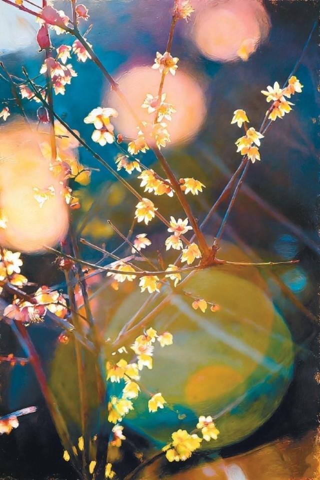 满城蜡梅裹香来 老城新巷尽诗意