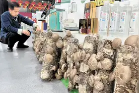 哈尔滨延寿县“五色产业”从黑土地走向世界图片