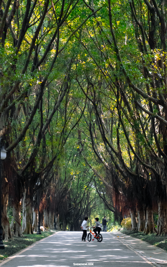 “看牛看海看夜景，深圳骑行路线精选”