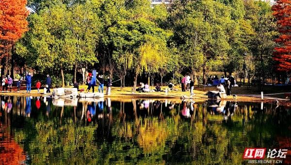 【每日一图@湖南】漫步粟雨湖畔，拾取水杉与冬光合写的暖意篇章