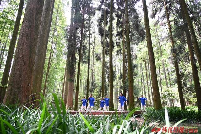 图说｜靖州排牙山森林公园：清凉避暑引客来