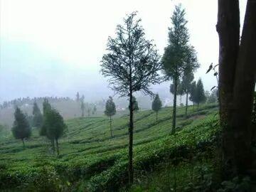 大吉岭，不只有红茶