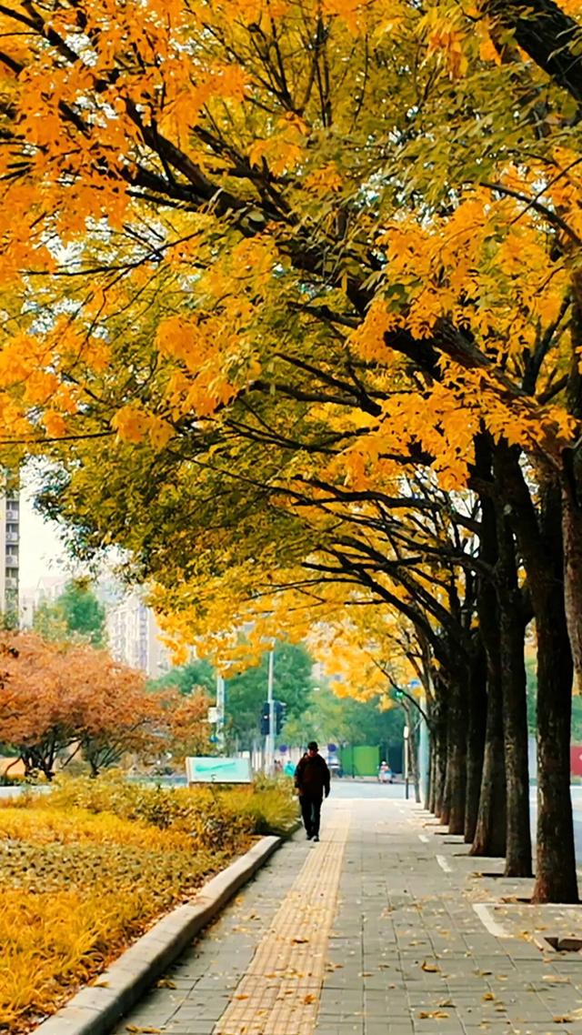 黄金大道秋意浓，石景山这条路进入最佳观赏期！