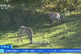 “非洲明珠”乌干达旅游业稳步复苏！2028年旅游业收入或达365亿元图片