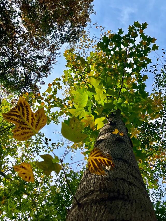 “今天我去栖霞山了！”