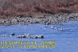 一场“美丽的意外”  南迁红嘴鸥“迷路”到了吉林集安图片