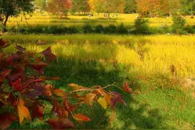 万亿市场！银发经济的“金色”机遇图片