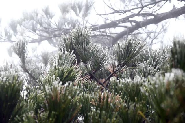 闽侯大湖雨凇美景“限时返场”