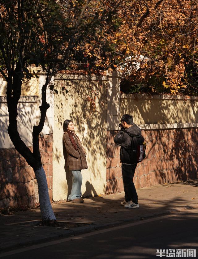 八大关枫叶抓紧看