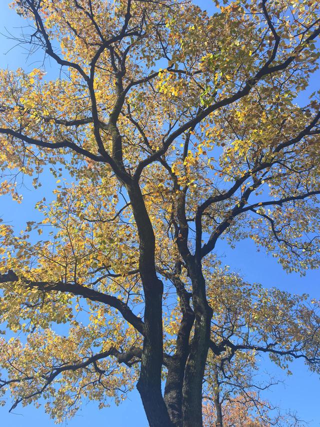 晚潮｜乌桕染秋路　霜叶读杭城