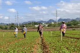 安龙县春潭街道贵州蔬菜集团菜心示范基地种植管护忙图片