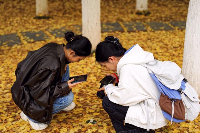 岳麓山的银杏黄了