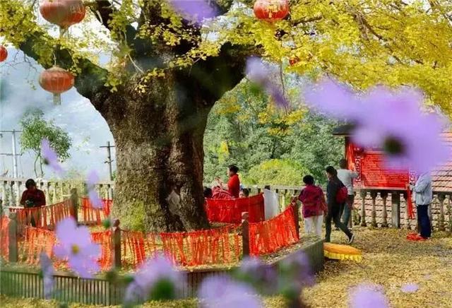 层林尽染，走进保康的秋日诗篇！