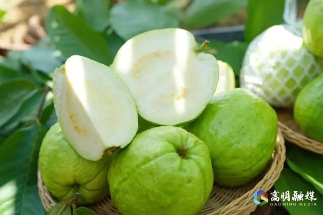 出发！高明遛娃采摘攻略来啦，甜度爆表（附定位）