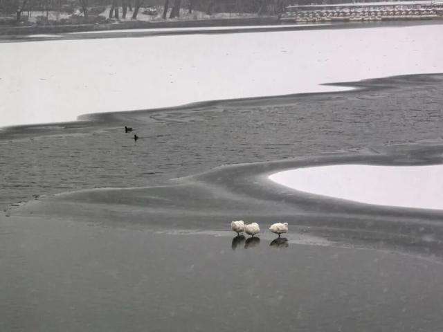 京城初雪！一大波雪景美图来了
