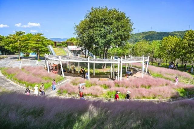 成片粉黛乱子草花海梦幻上线！这些公园火了！