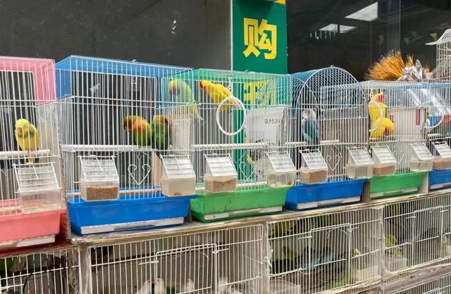 淘宝、赏花、观鱼，周末共康古玩街约起？