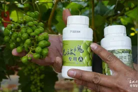 开屏调查｜千里追踪假果肥图片