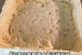 把酵母和牙膏当宠物养？网友：果然老祖宗有智慧图片