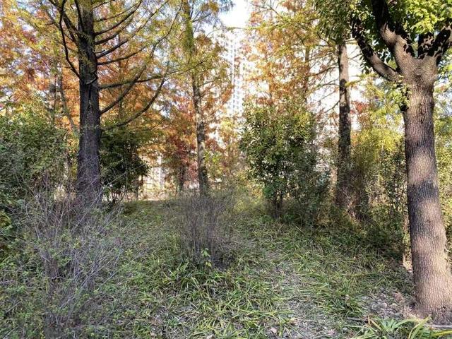 三林水森林未开先火，网络疯转“潜入攻略”！记者探访：确有不少游客；建设方：今年内完工，请静待开放