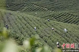 贵州惠水千亩春茶开采图片
