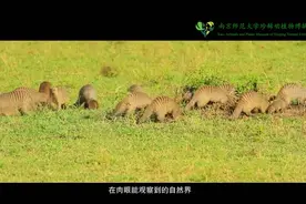 南京的博物馆有“看头” | 江苏珍稀动植物标本哪家多？来看看这里图片
