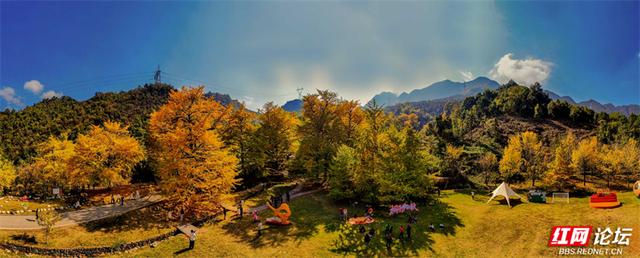 岁暖时刻丨去桐子坳走走：让银杏叶落在肩头，让百年古树的皱纹蹭过掌心