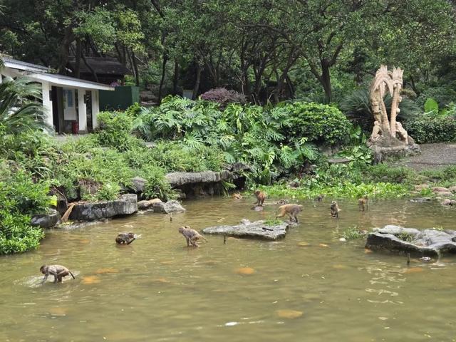 桂林“猴哥”跳水视频在网络火了！这个时间段跳水的几率会更高→