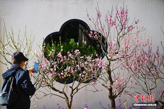 昆明黑龙潭公园梅花次第开放 游客共赴冬日“梅”景